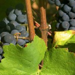 Vigne Pinot Noir