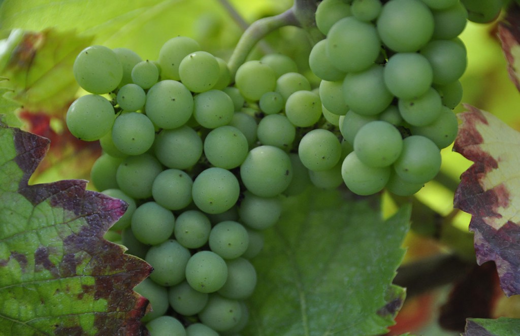 Vins de l'Yonne - Chardonnay - Domaine La Fontaine aux Muses