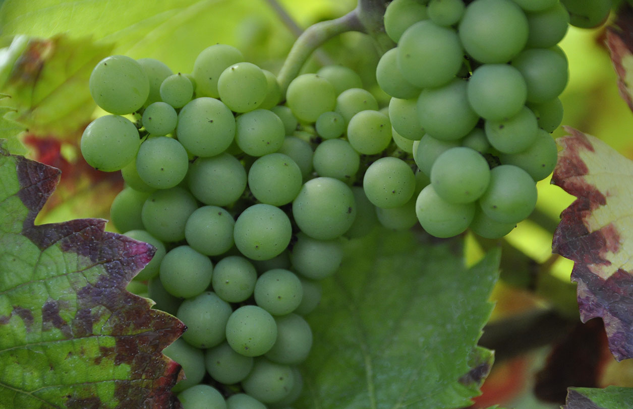 Vins de l'Yonne - Chardonnay - Domaine La Fontaine aux Muses